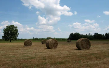 Odransko polje