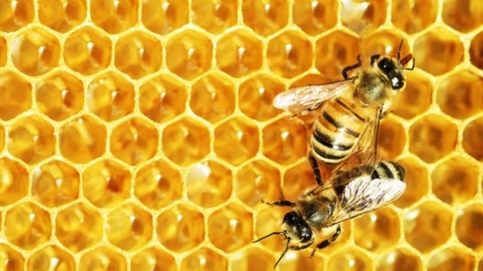 honey-bee-food-colony-collapse-537x405