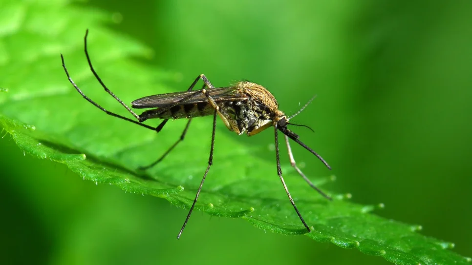 mosquito-squad-of-charlotte-shows-a-mosquito-feeding-on-a-plant_1600x1071